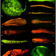 Biofluorescence in fish. Image: Wikimedia